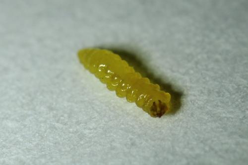 Réf. 242 591 : Stigmella sp.